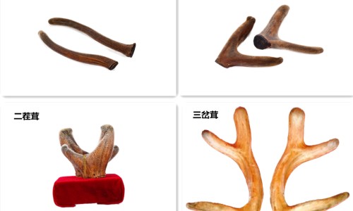 接骨草药及草药图片-接骨草的用法、接骨草药用法与功效 -接骨草药用法网